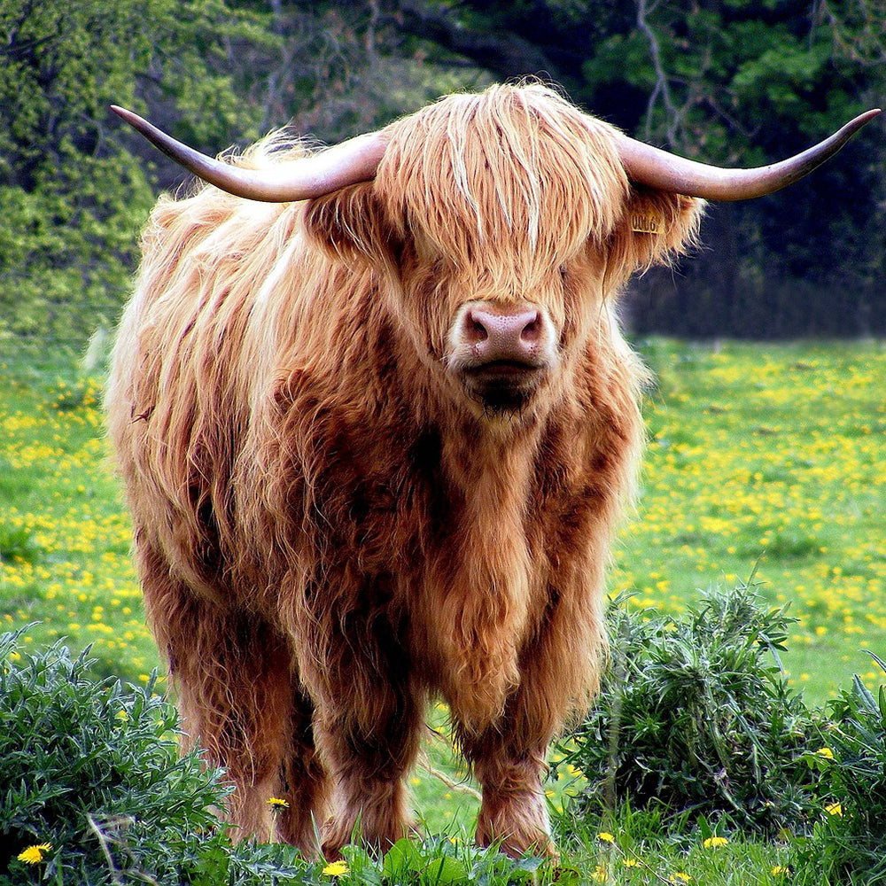 Highland
