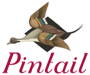 Pintail